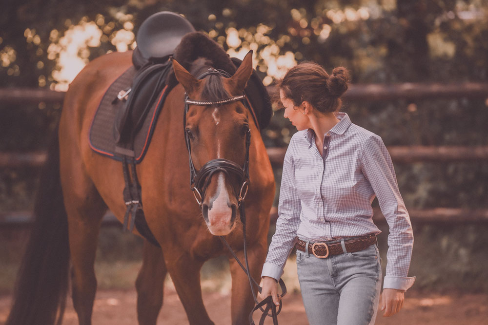 Training pferd Training pferd