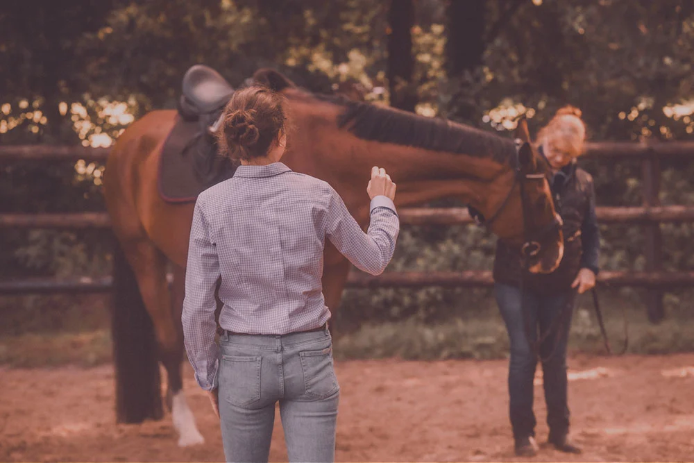 training-pferd-mensch Training Pferd
